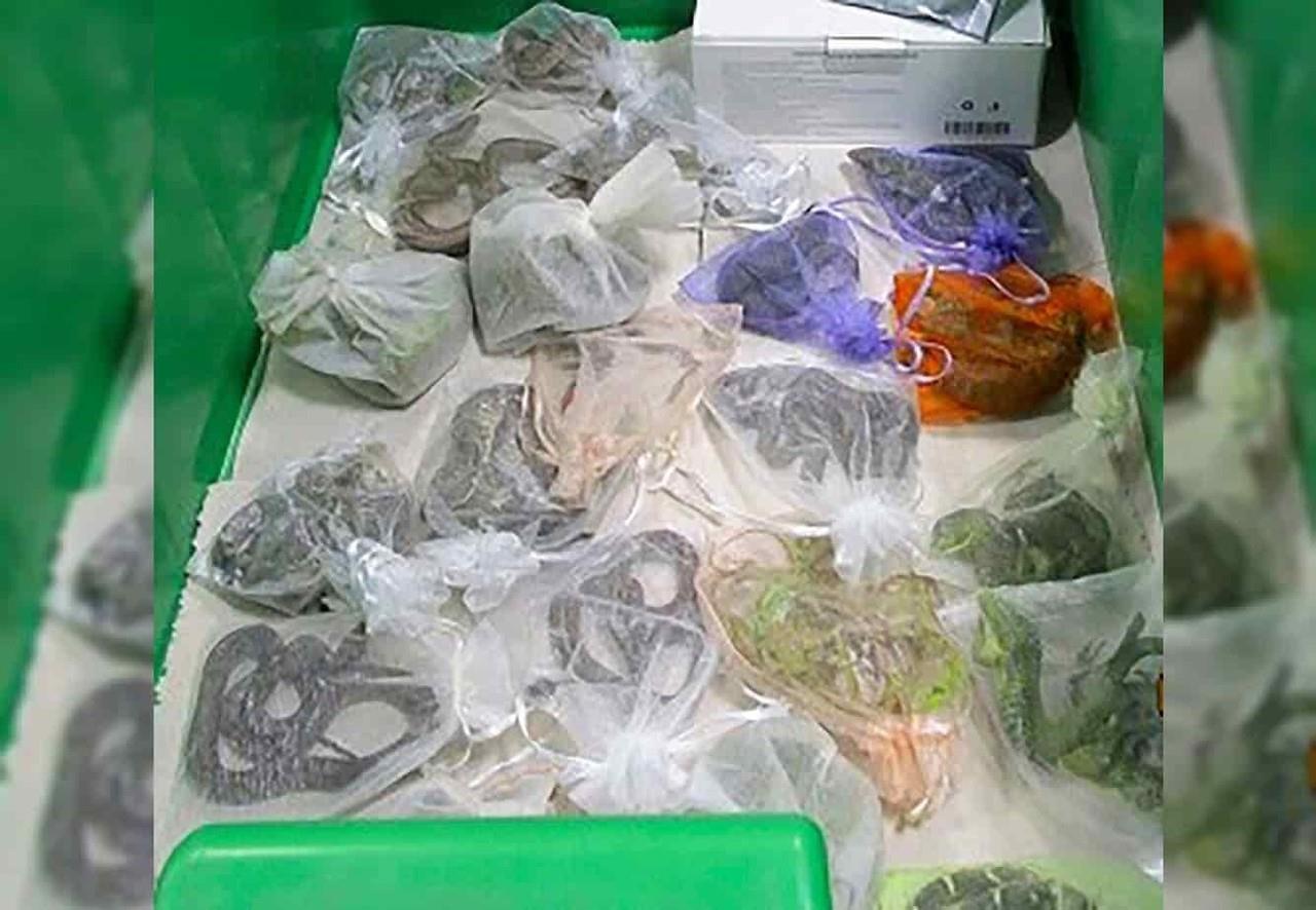 Acusan a hombre de pasar mil 700 reptiles de México a EU