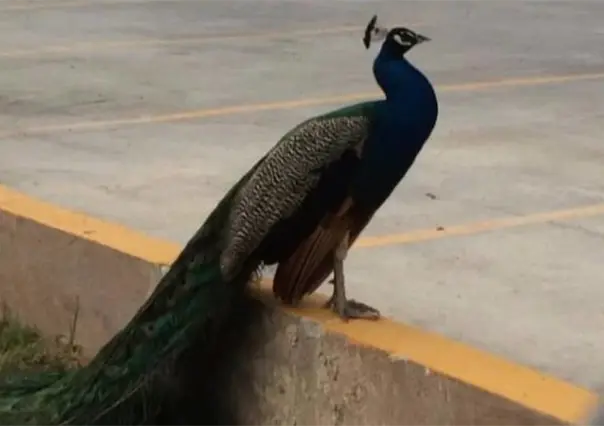 Pavo real camina plácidamente por Apodaca, ahora buscan a sus dueños