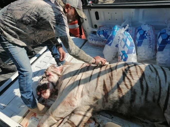Policías de Querétaro matan a tigre que deambulaba por las calles