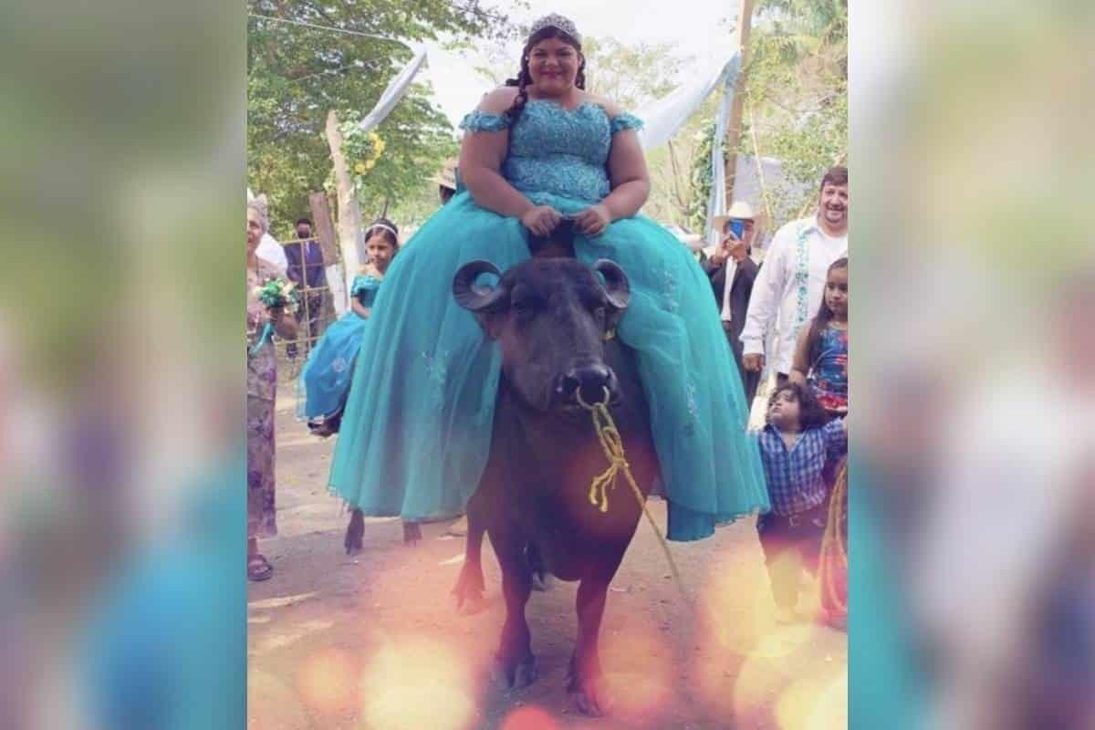 Celebra sus XV años montada en un búfalo