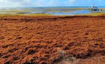 Conoce las playas de Quintana Roo con mayor presencia de sargazo