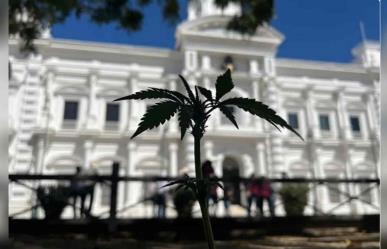 Siembran activistas plantas de cannabis en Palacio de Gobierno de Sonora