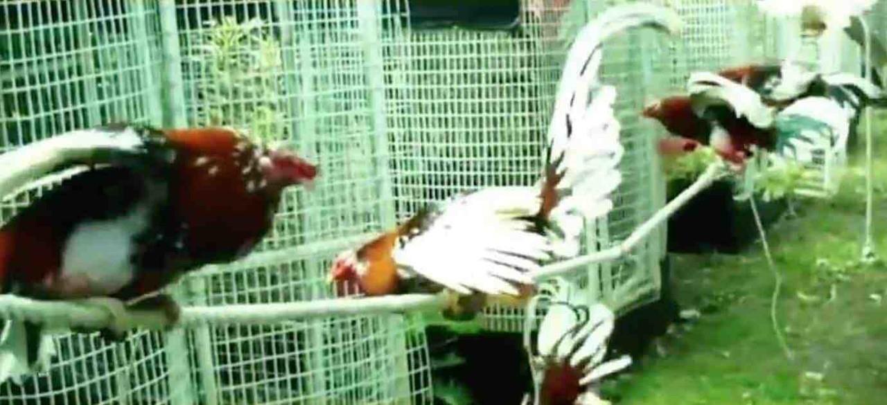 Piden animalistas a Samuel vetar ley a favor de peleas de gallos
