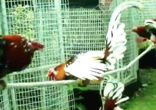 Piden animalistas a Samuel vetar ley a favor de peleas de gallos