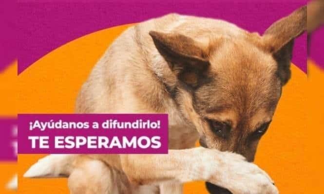 Orden de Juez dejarían sin hogar a casi mil 500 animales en CDMX