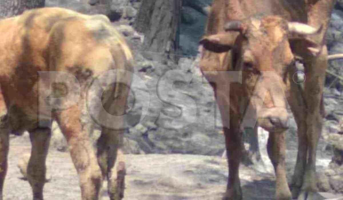 Están sufriendo mucho; animales están heridos por incendio en Santiago