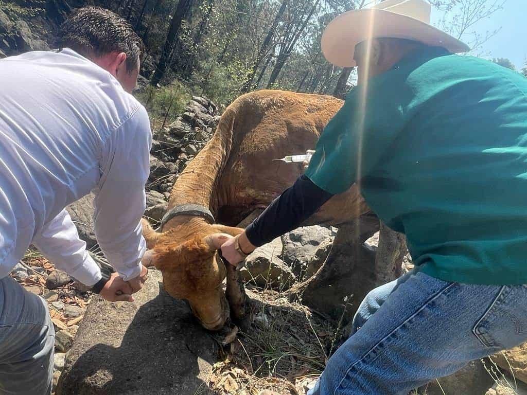 Lleva Santiago apoyo a ganaderos de la comunidad La Camotera