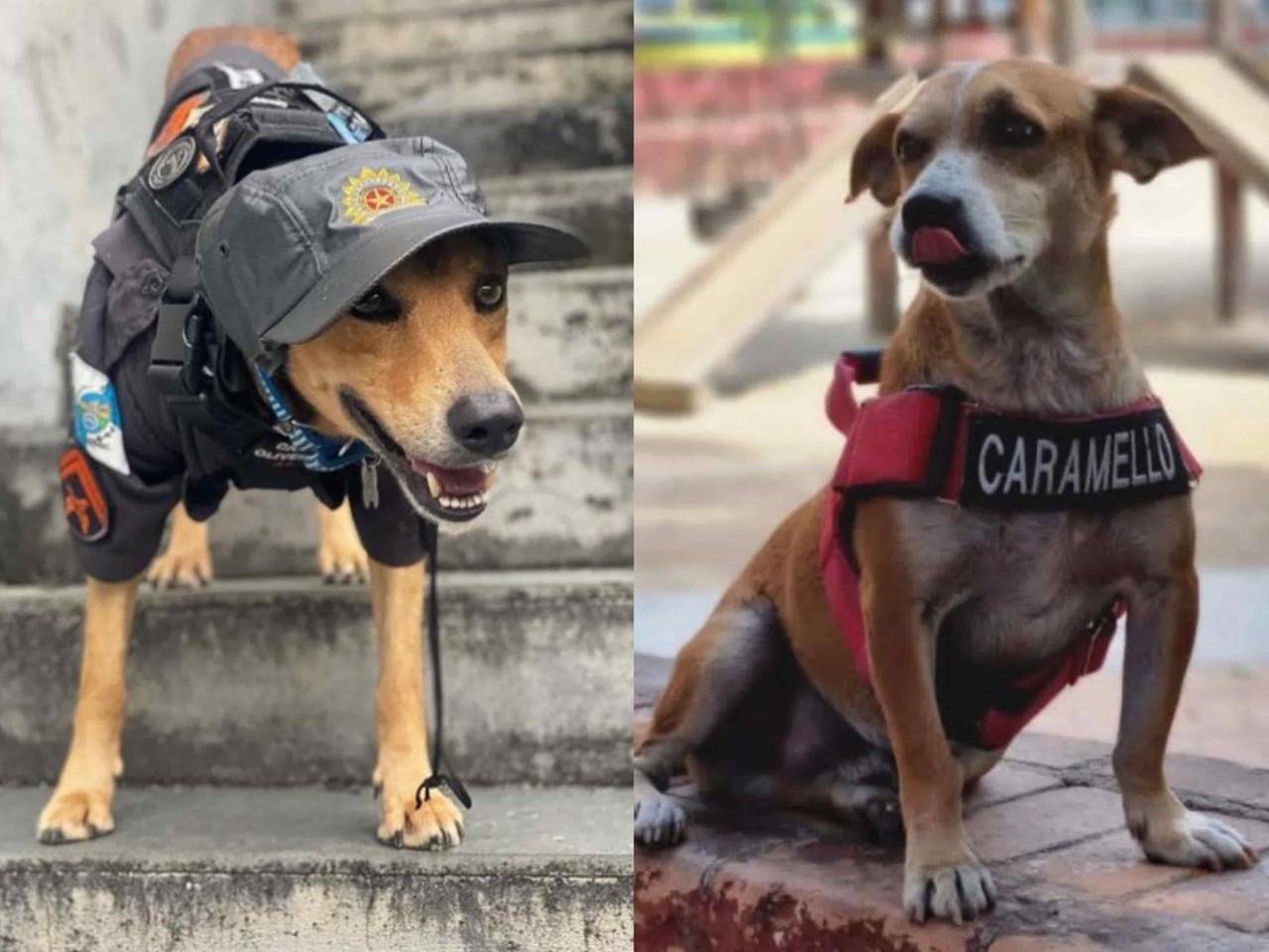 ¡Para cuidar y posar! Perritos rescatistas se vuelven virales