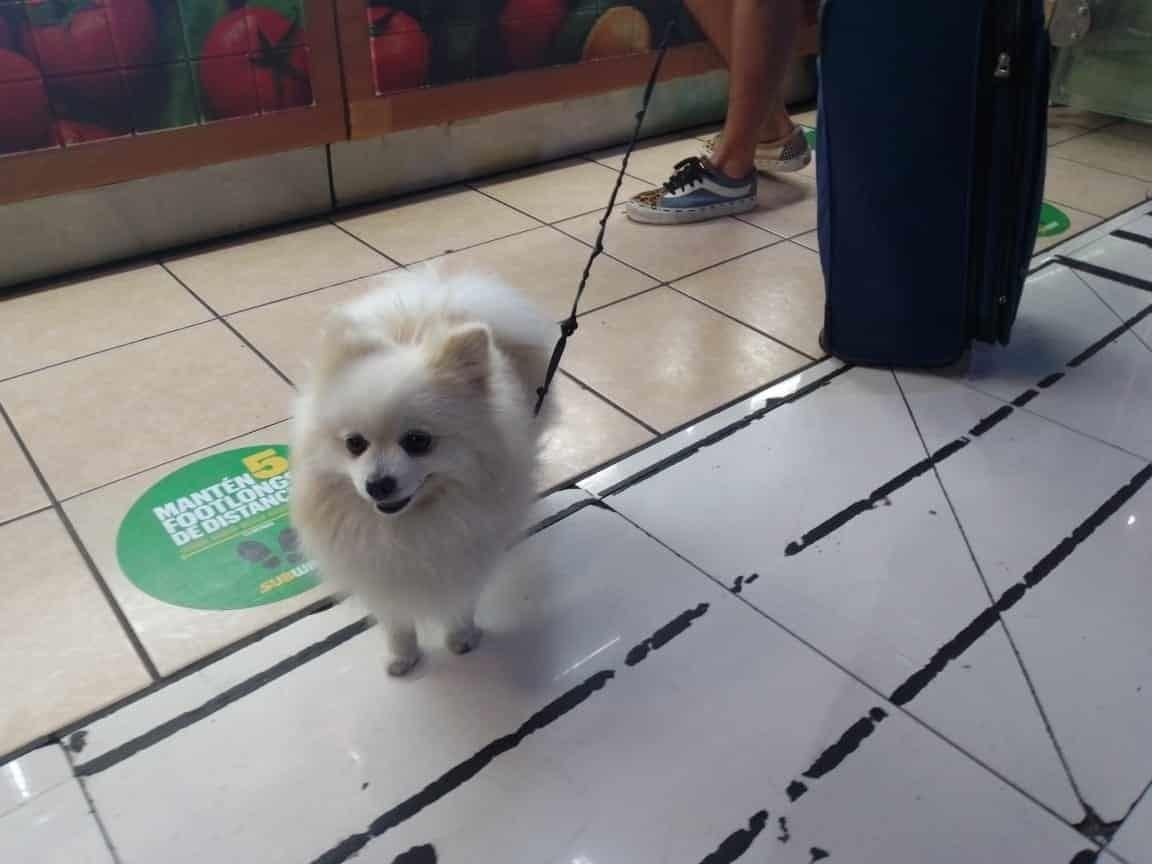 Dog friendly, lleva de viaje al consentido de la casa
