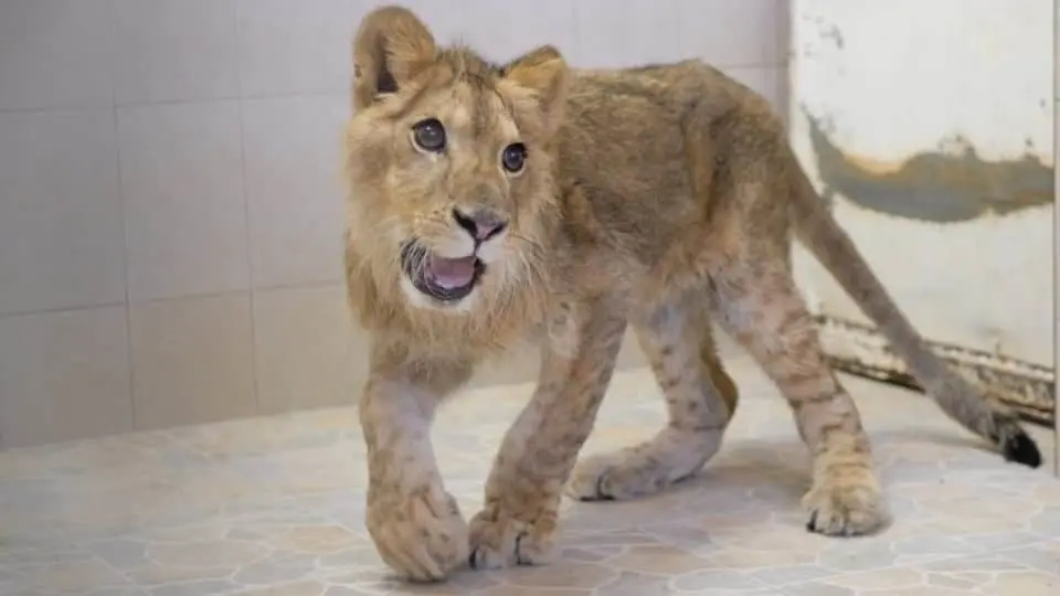 Aparece cachorro de león africano caminando en calles de Ecatepec