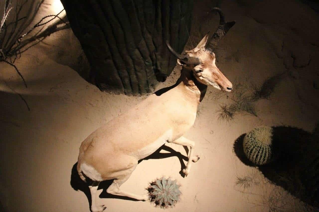 Así celebrará 3 Museos el Día Internacional de la Madre Tierra