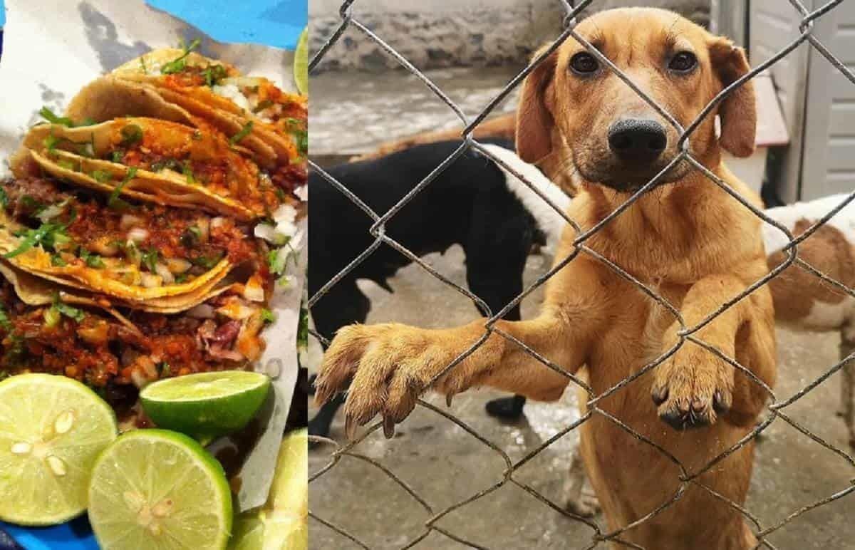 Rescatan a 40 perros en el Edomex; los iban a hacer tacos