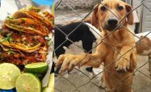 Rescatan a 40 perros en el Edomex; los iban a hacer tacos