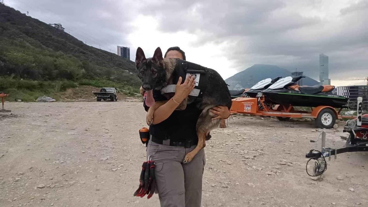 ¡Es hoy, es hoy!, el Día Internacional del Perro de Búsqueda
