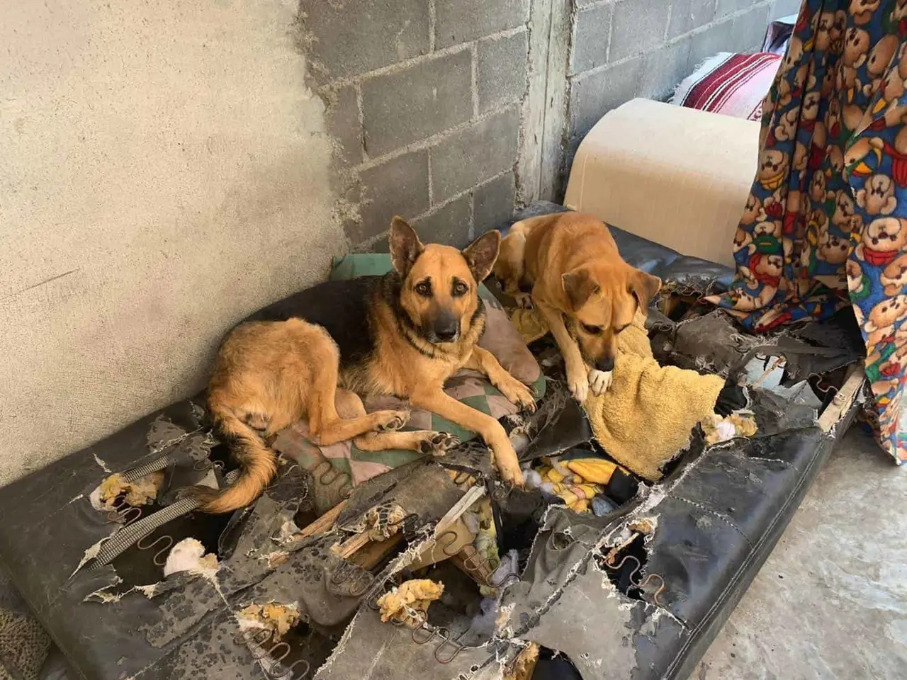 Control ambiental en Matamoros ejercerá acciones de protección animal