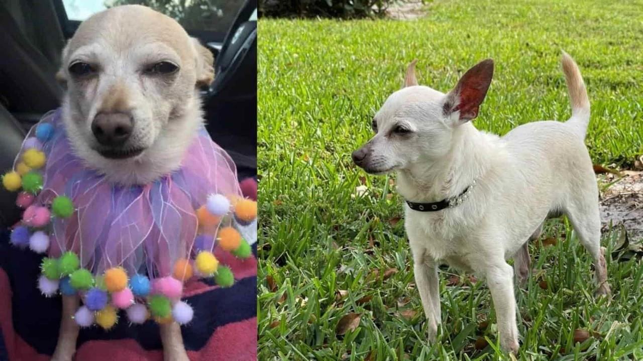 Récord Guinness reconoce a Tobykeith, como el perro más viejo del mundo