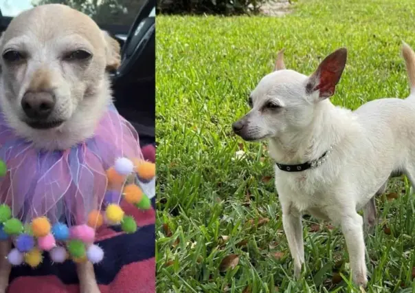 Récord Guinness reconoce a Tobykeith, como el perro más viejo del mundo