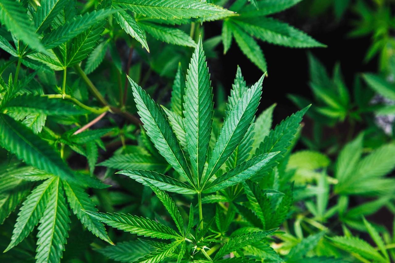 Rechaza SCJN penas por portar más de 5 gramos de marihuana