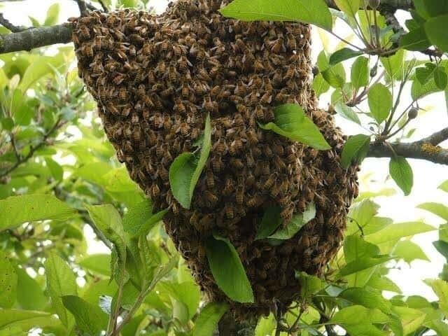 Presencia de enjambres se incrementa por altas temperaturas.
