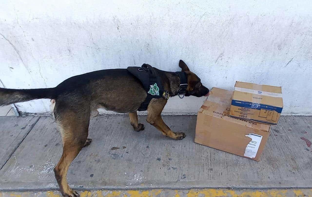 Aseguran drogas en paquetería de Santa Catarina