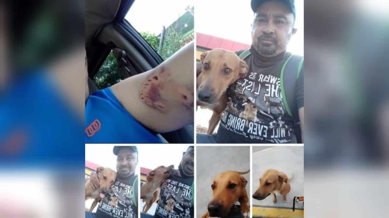 Ella me mordió, yo le pagué con amor: hombre que rescata a perrita