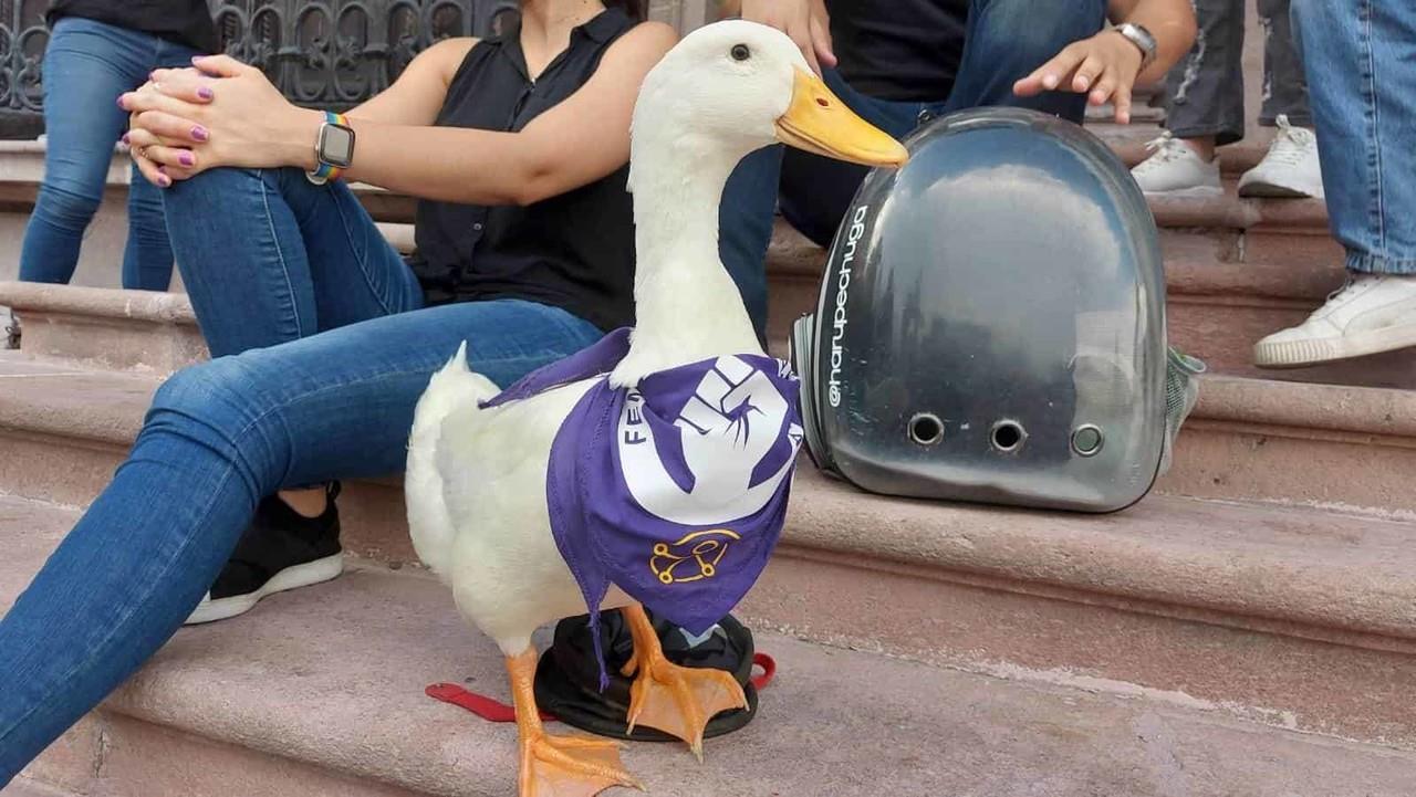 Junto a sus mascotas, mujeres protestan contra la violencia de género
