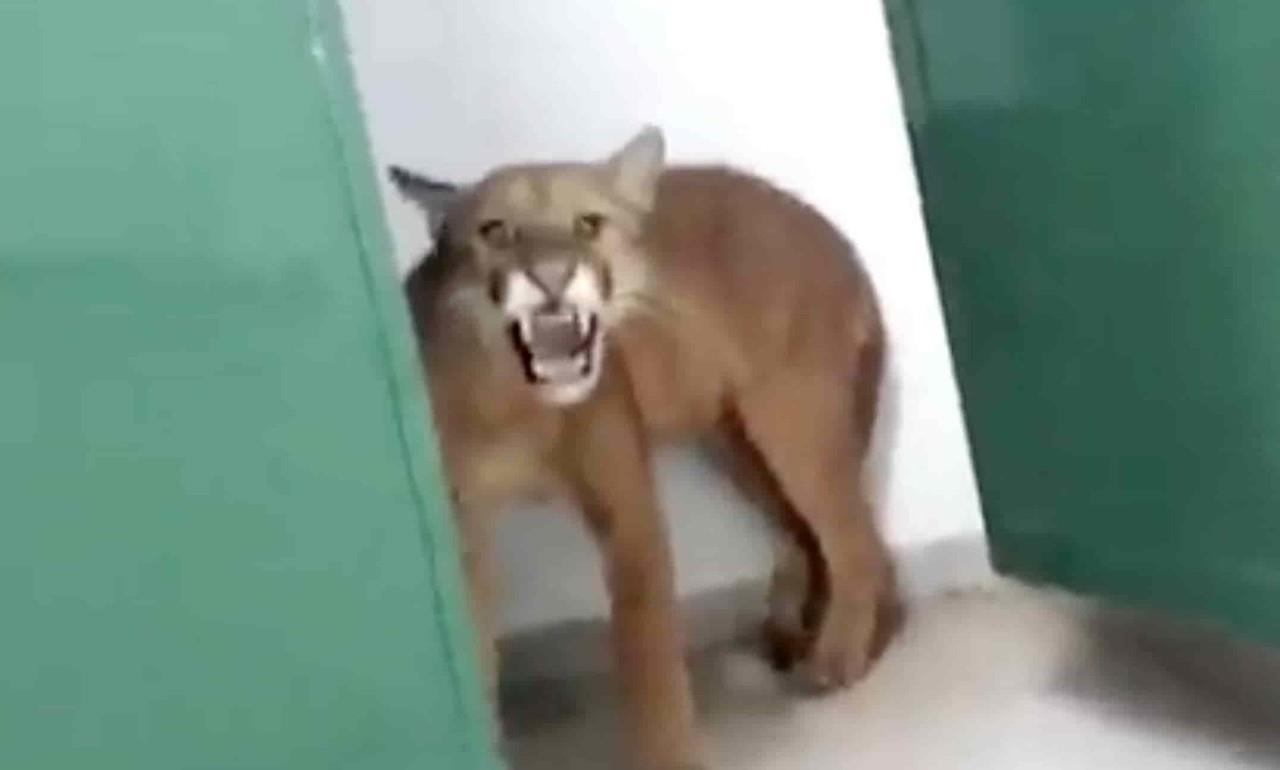 ¡Me pareció ver un lindo gatito! Niño encuentra puma en baño de escuela