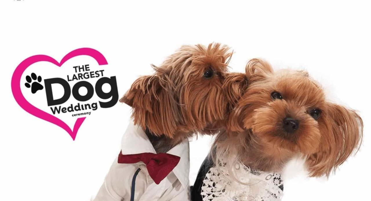 ¡Abran las puertas! Boda masiva de perros en EU aspira a entrar a Guinness