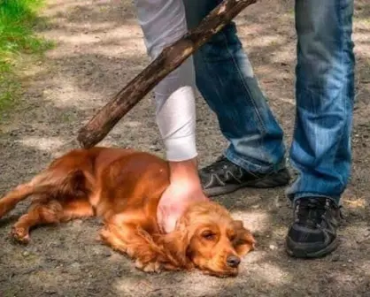 Piden a comunidad denunciar maltrato animal