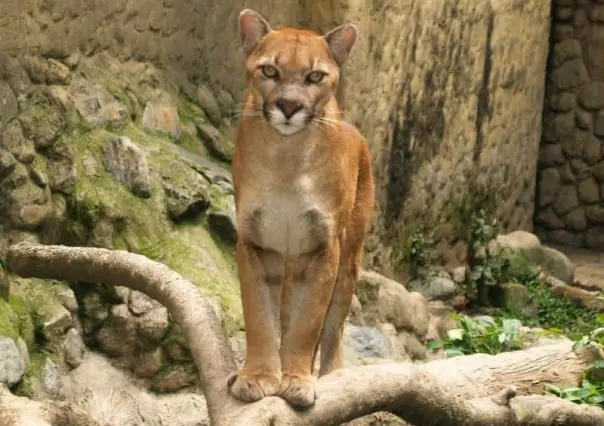 Sobrevive niña de 9 años a ataque de puma
