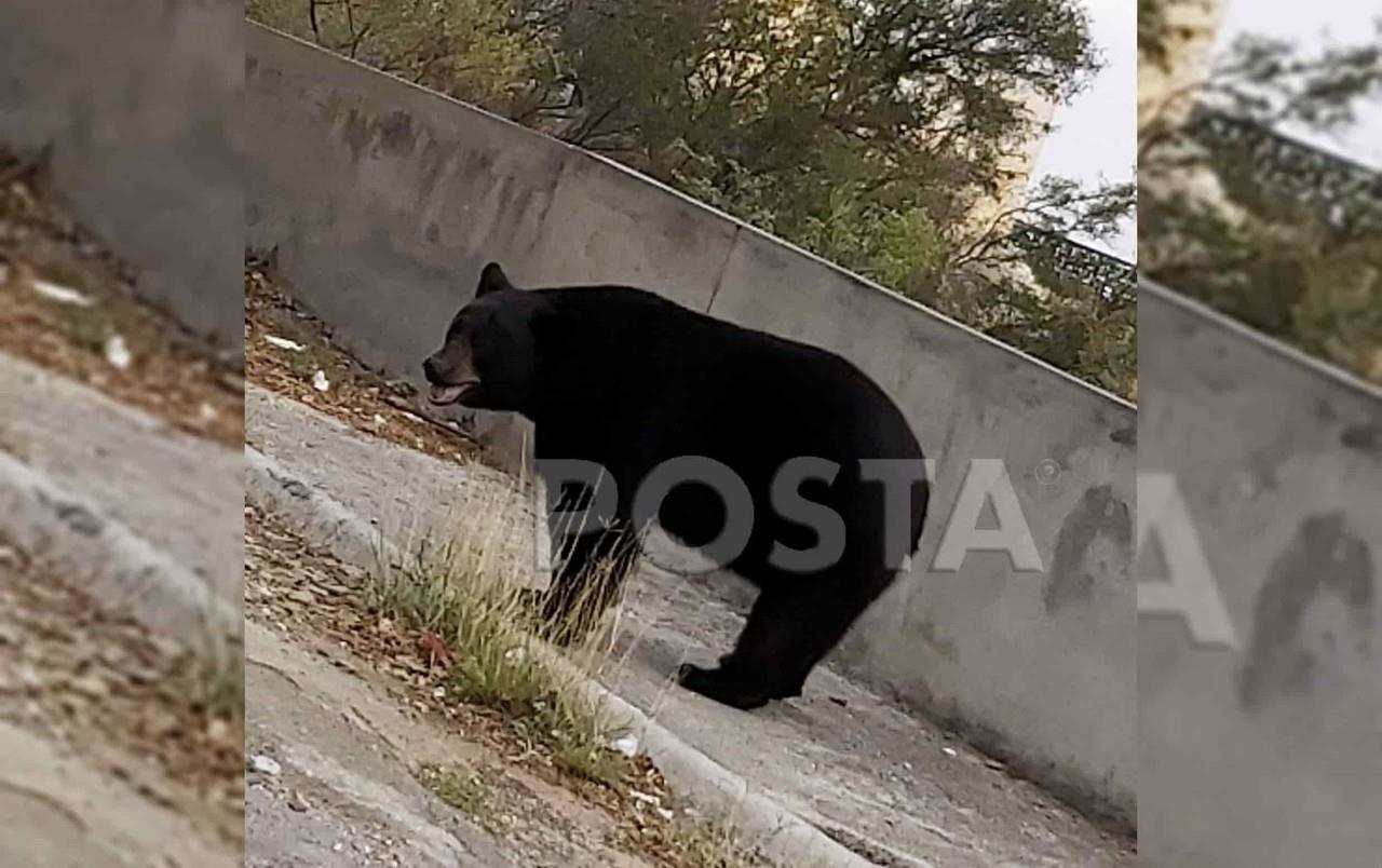 ¡Hola Yogui! Captan a oso en Acueducto Satélite en Monterrey