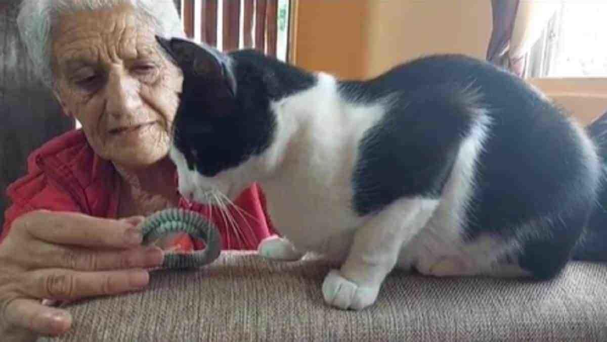 Gatito reacciona con amor al oler prenda de su dueña fallecida