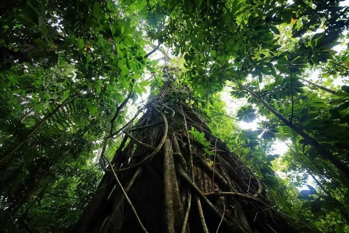 Hoy es Día Mundial del Medio Ambiente
