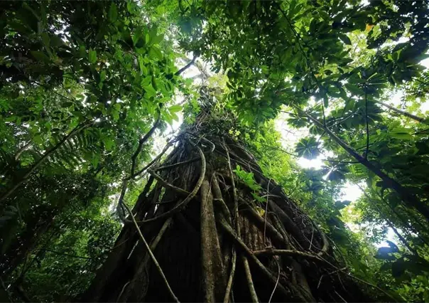 Hoy es Día Mundial del Medio Ambiente