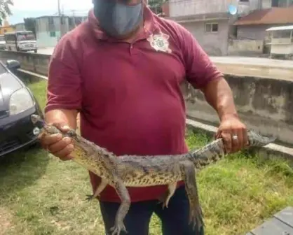 Capturan bomberos a crías de cocodrilos que salen de lagunas de Tamaulipas