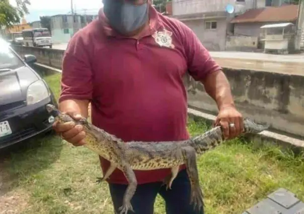 Capturan bomberos a crías de cocodrilos que salen de lagunas de Tamaulipas