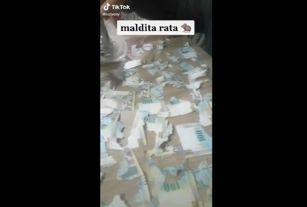 Rata destruye ahorros de mujer; más de 15 mil pesos quedan hechos trizas