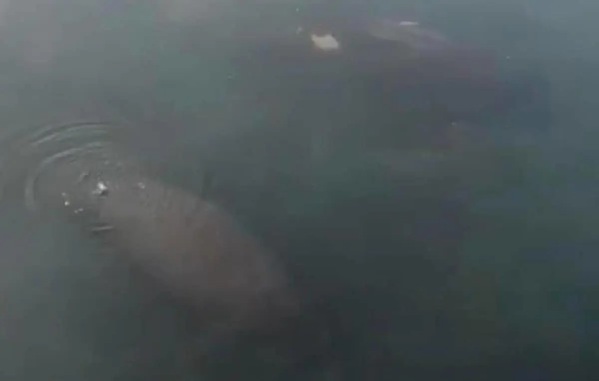 Reportan avistamiento de cuatro manatíes en Tampico