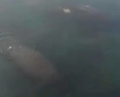 Reportan avistamiento de cuatro manatíes en Tampico