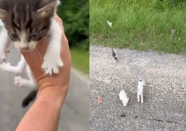 Hombre intenta rescatar gatito en la carretera; ¡Salen otros 12!
