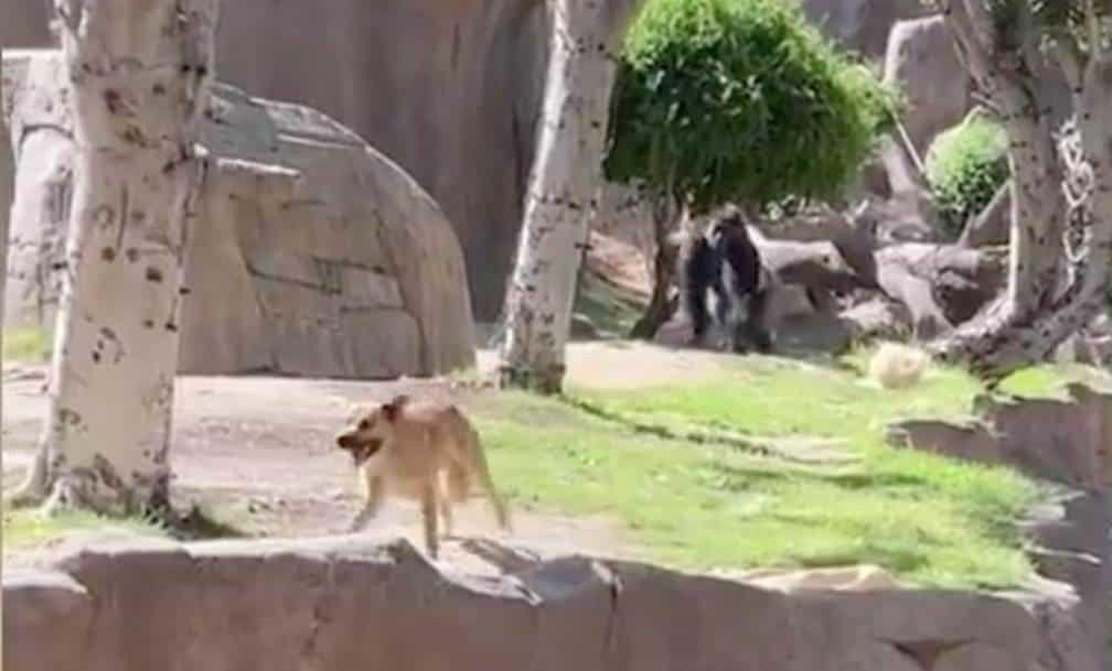 Perro se mete al habitat de los gorilas en zoológico de San Diego