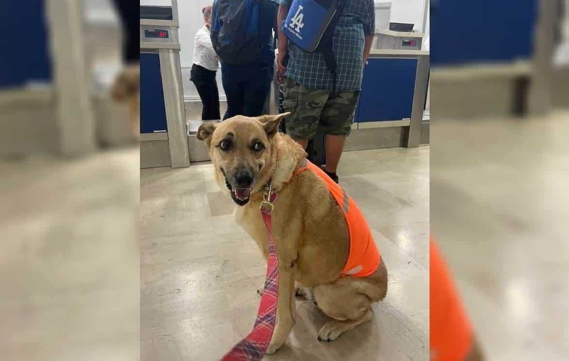 Se pasa de peso y Volaris no deja volar a perrita