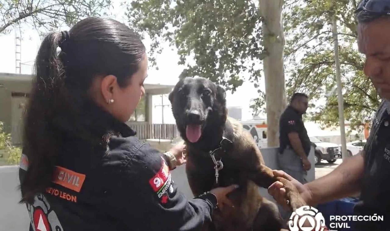 ¿Cómo reconocer un golpe de calor en mascotas?