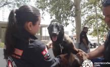 ¿Cómo reconocer un golpe de calor en mascotas?