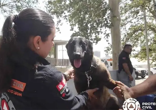¿Cómo reconocer un golpe de calor en mascotas?