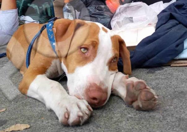 Max, el perro migrante necesita un veterinario