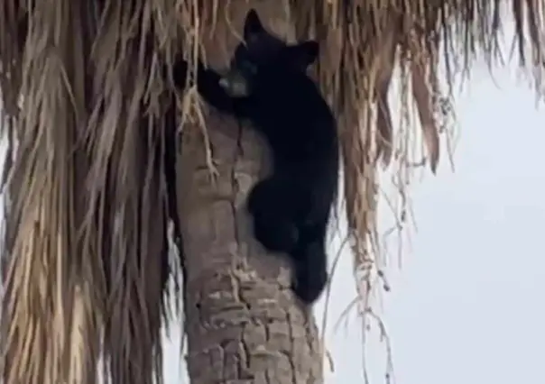 Osezno es rescatado de lo alto de una palmera en Apodaca