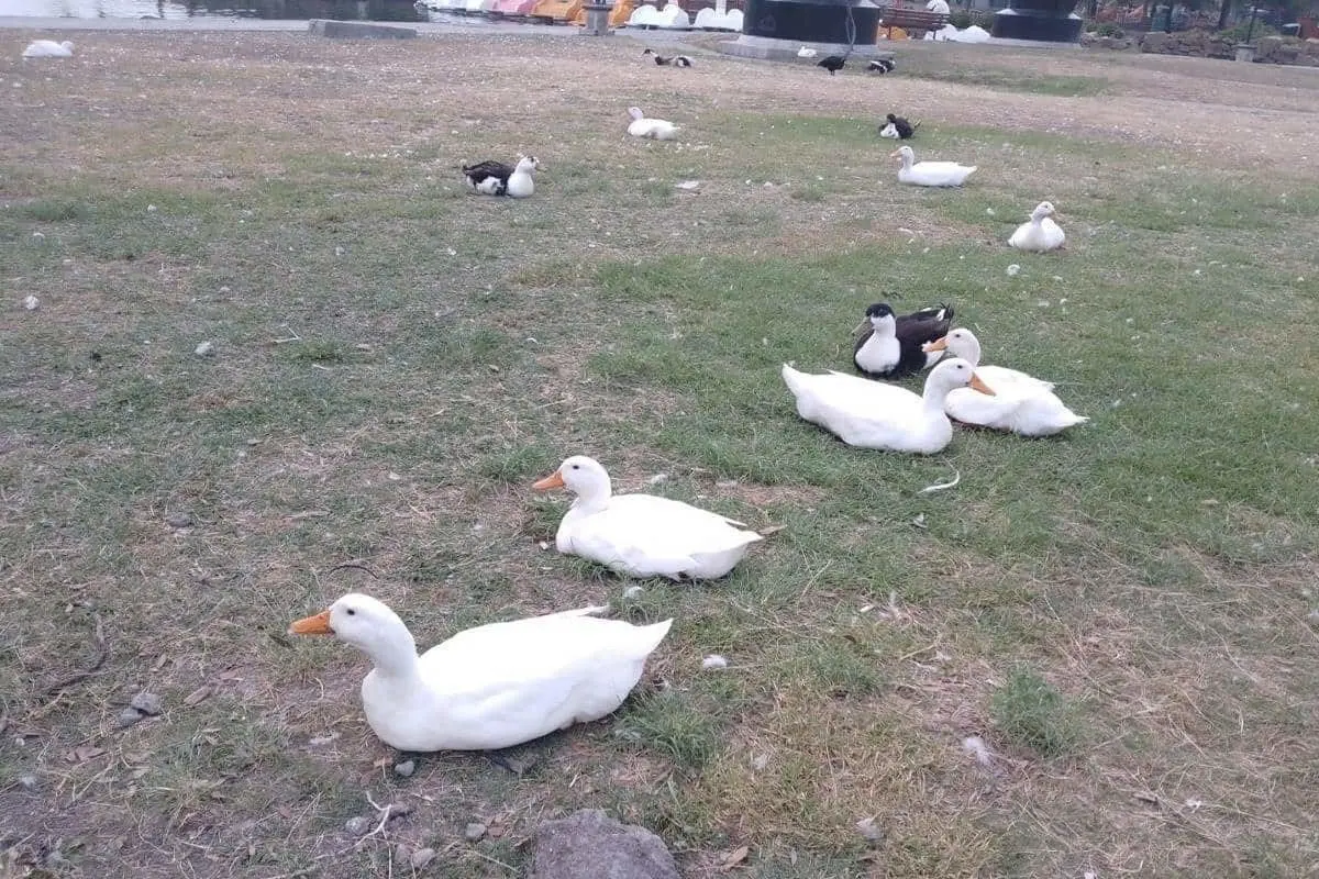 Emigran patos del Parque Fundidora a una mejor vida por sobrepoblación