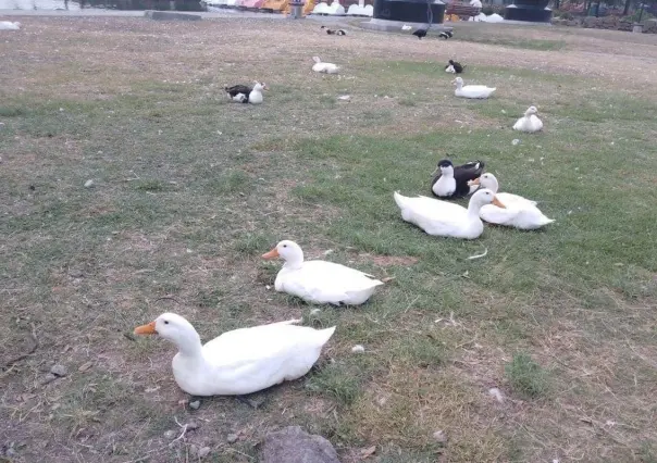 Emigran patos del Parque Fundidora a una mejor vida por sobrepoblación