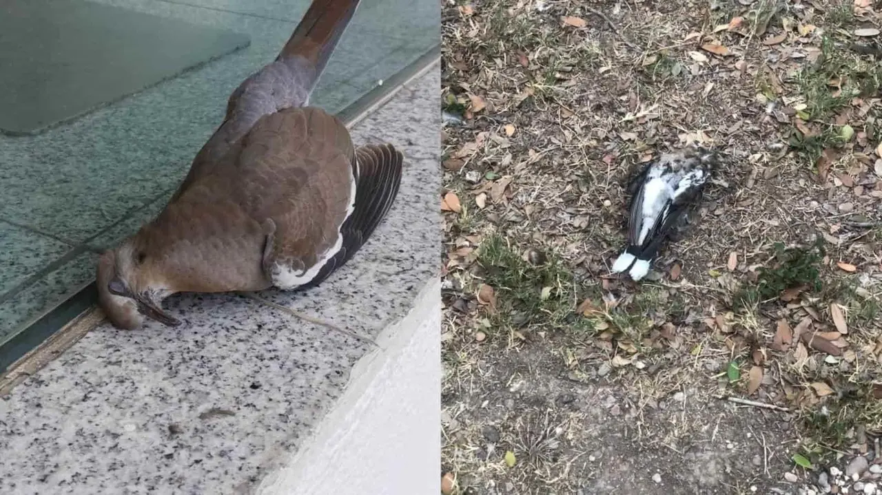 Aparecen aves muertas en el área metropolitana; piden investigación